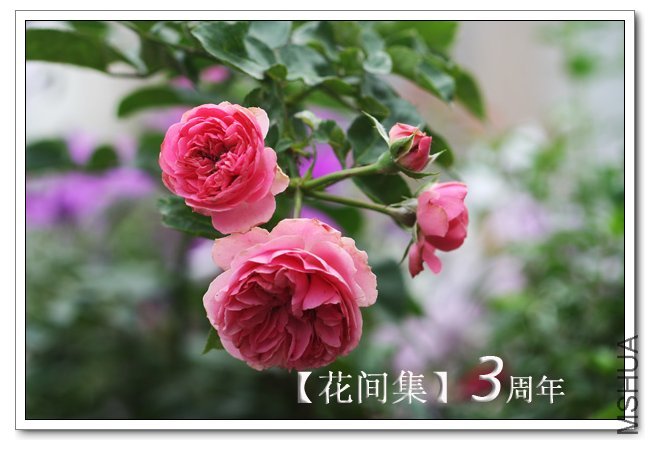 IMG_6104 ����.jpg