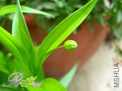 ���ưٺ� 6.jpg