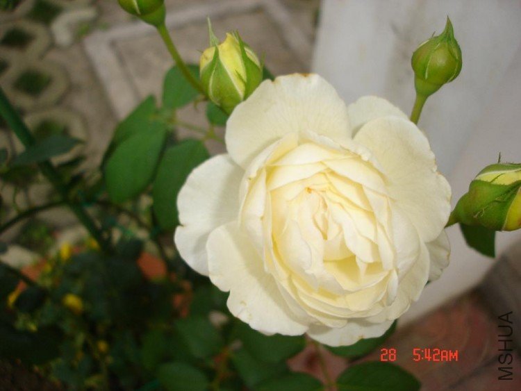 ��Ƭ09516 017.jpg