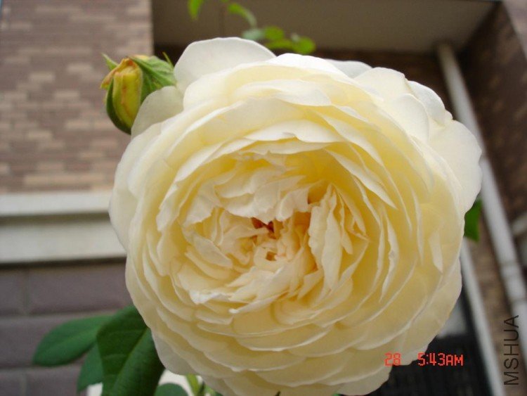 ��Ƭ09516 018.jpg