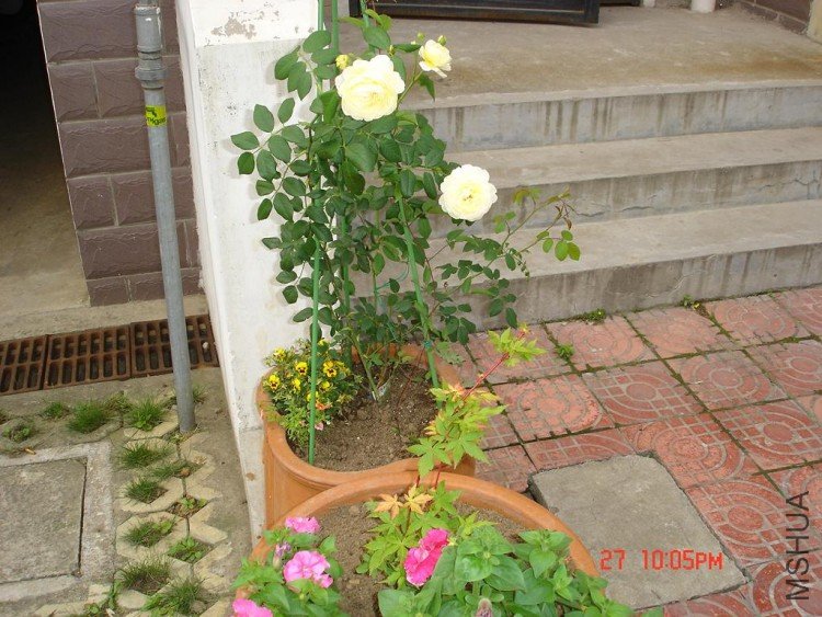 ��Ƭ09516 013.jpg