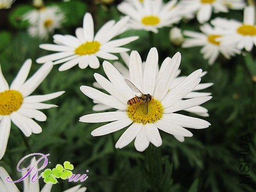 �������-�� 5.jpg