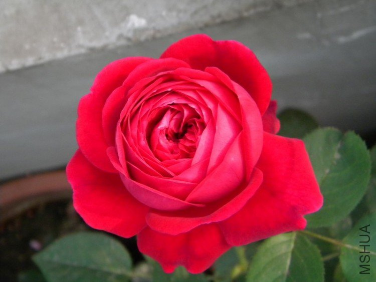 DSCN0997_��С��С.JPG