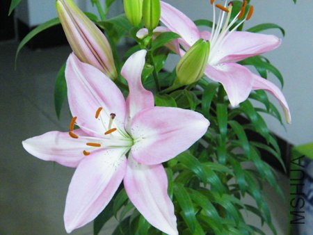 DSCF1343.JPG