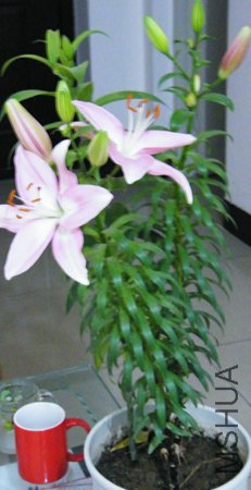 DSCF1342.JPG