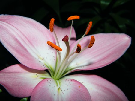 DSCF1346.JPG