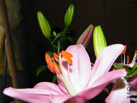 DSCF1355.JPG