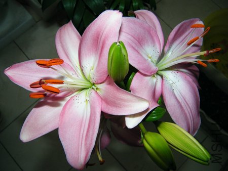 DSCF1358.JPG