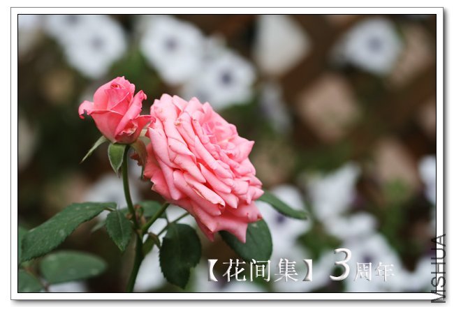 IMG_6041 ����.jpg