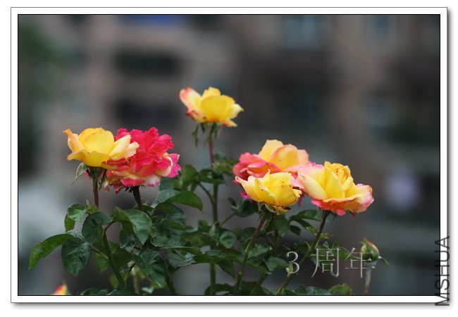 IMG_6079 ����.jpg