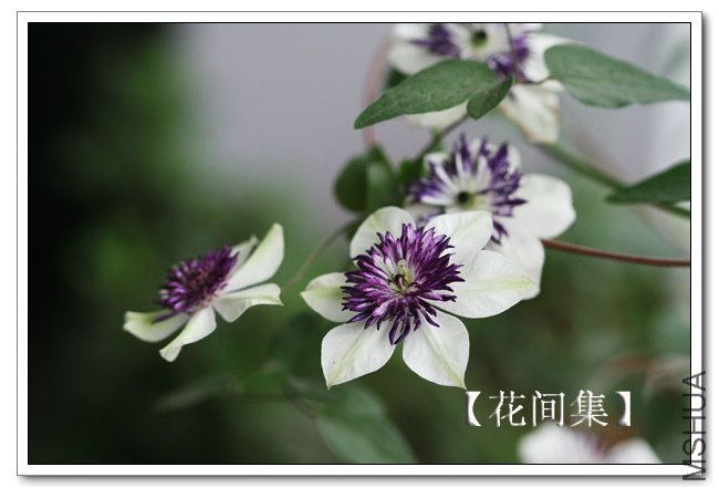 IMG_6012 ����.jpg