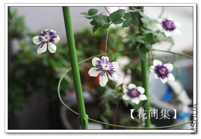 IMG_5956 ����.jpg