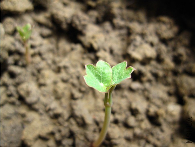 ��ѿ�����ź�����