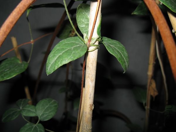 4.15����ðѿ