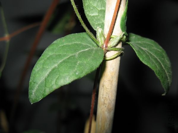 4.15������ѿ