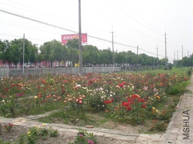 SANY0704.JPG