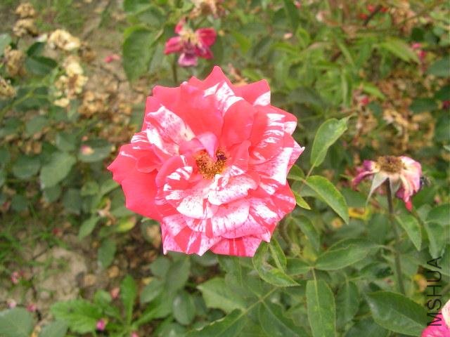 SANY0711.JPG