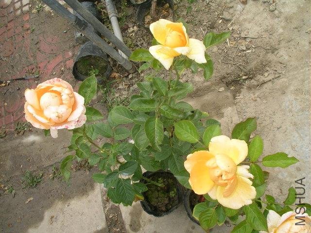 SANY0703.JPG