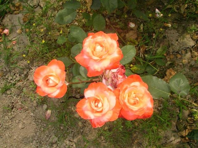 SANY0719.JPG