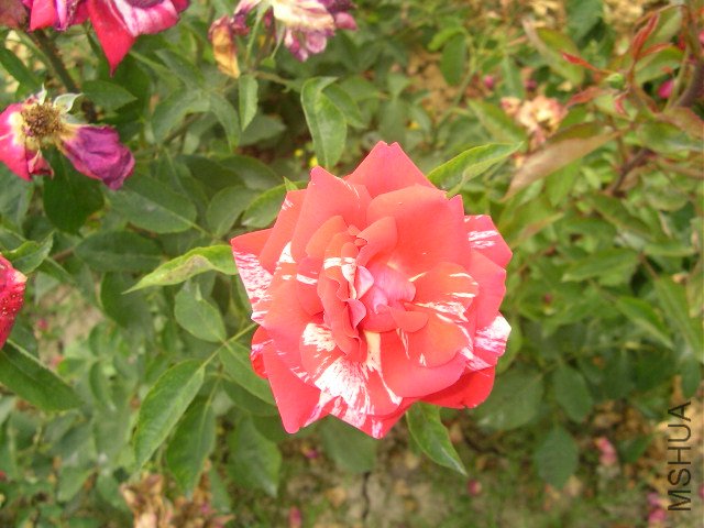 SANY0726.JPG