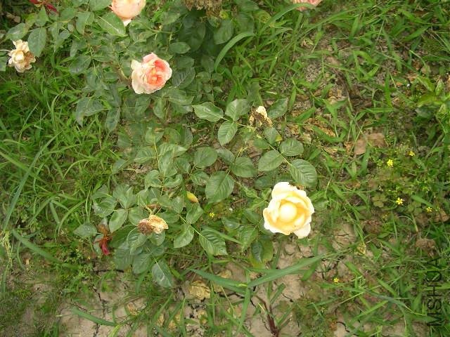SANY0723.JPG