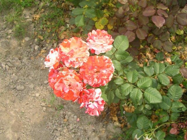 SANY0718.JPG