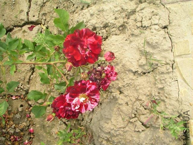 SANY0721.JPG