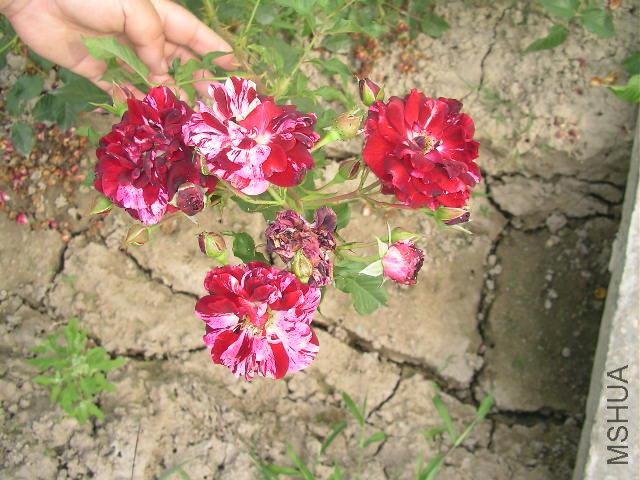 SANY0722.JPG