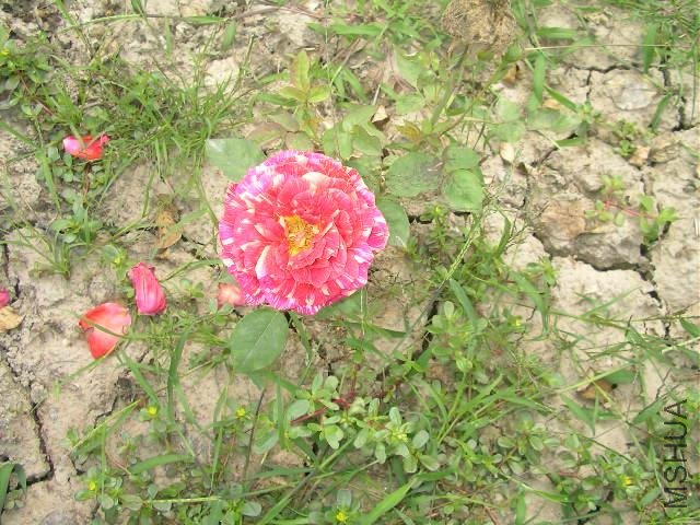 SANY0734.JPG