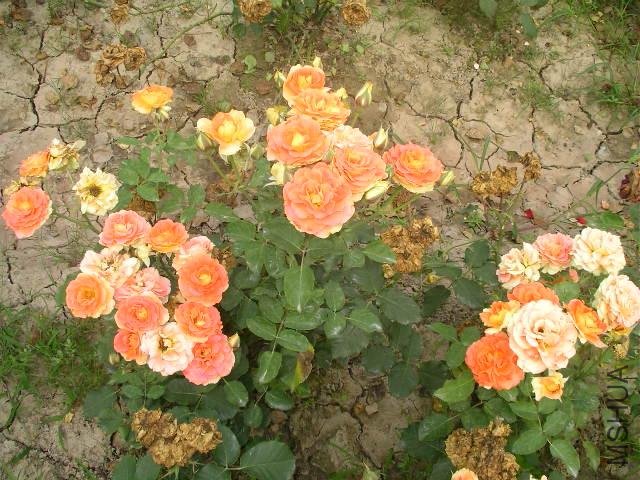 SANY0741.JPG