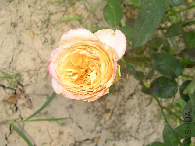 SANY0760.JPG