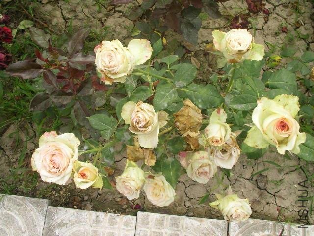 SANY0754.JPG