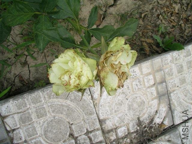 SANY0756.JPG