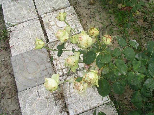 SANY0752.JPG