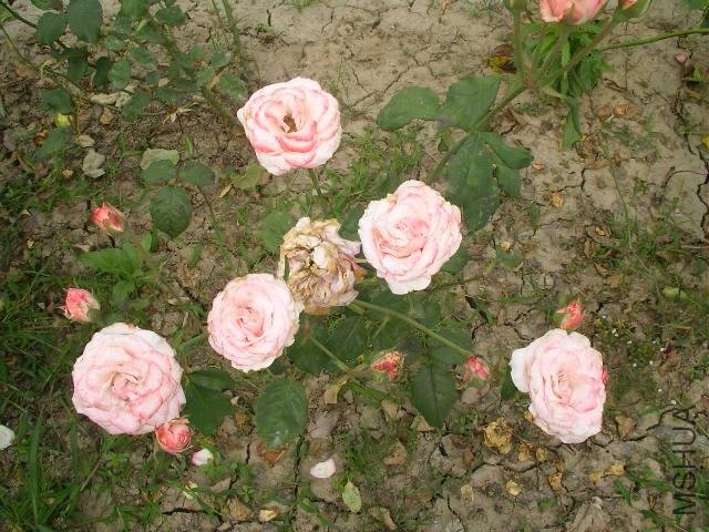 SANY0753.JPG