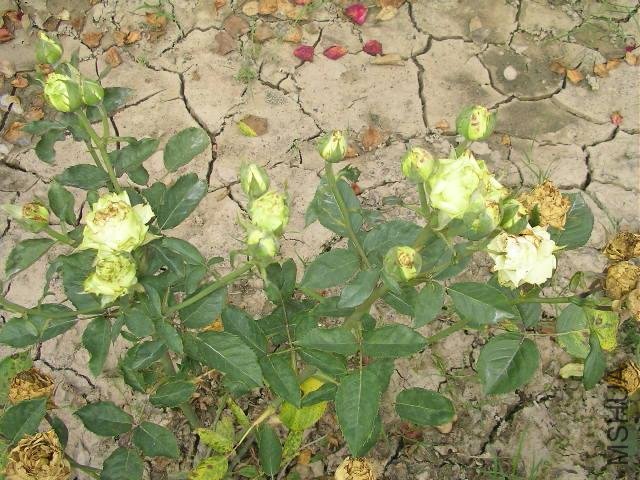 SANY0755.JPG