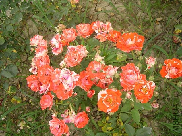 SANY0747.jpg