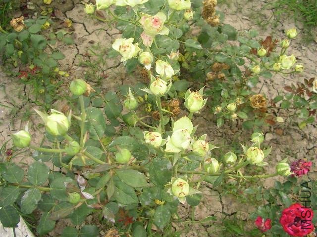 SANY0751.JPG