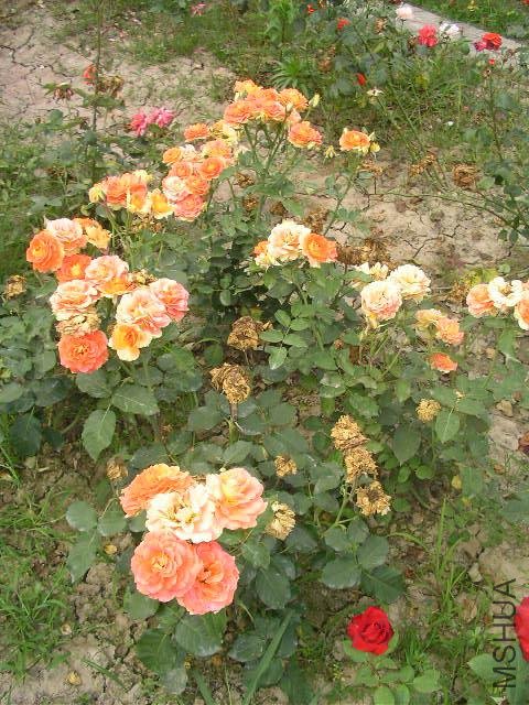 SANY0761.JPG