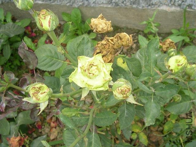 SANY0758.JPG
