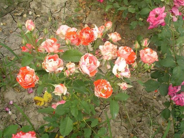 SANY0748.jpg