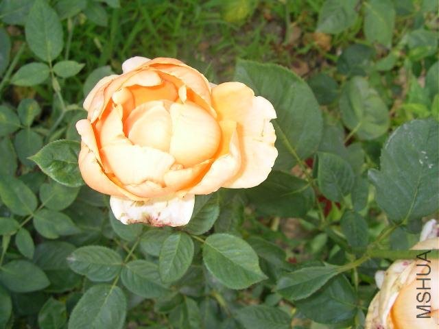SANY0768.JPG