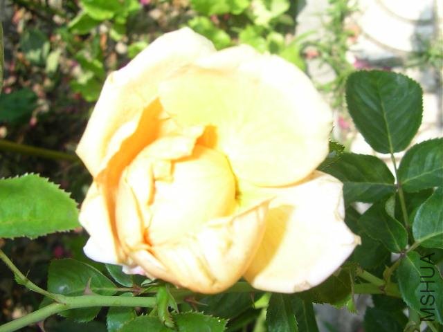 SANY0776.JPG