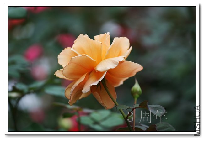 IMG_6134 ����.jpg