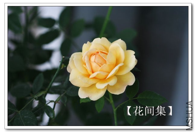 IMG_5937 ����.jpg