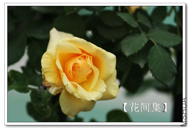 IMG_6162 ����.jpg