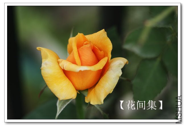 IMG_6159 ����.jpg