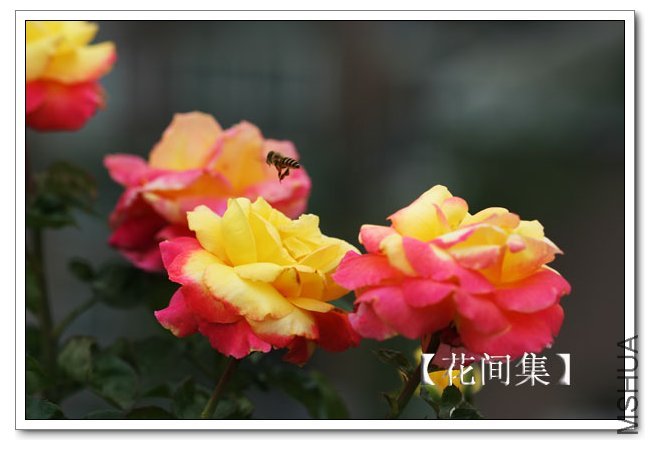 IMG_6152 ����.jpg