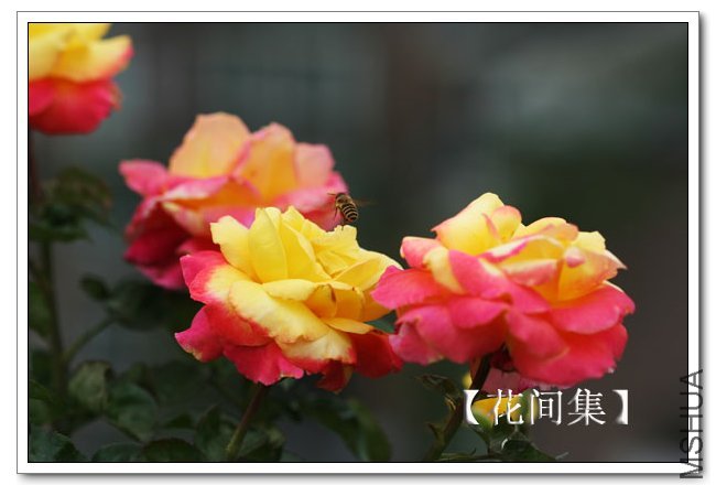 IMG_6151 ����.jpg