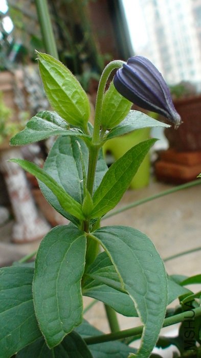 �࿴���´�����̬�������ġ�